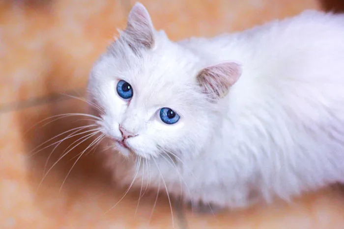79 Cat Trivia Questions For A Good Evening’s Fun