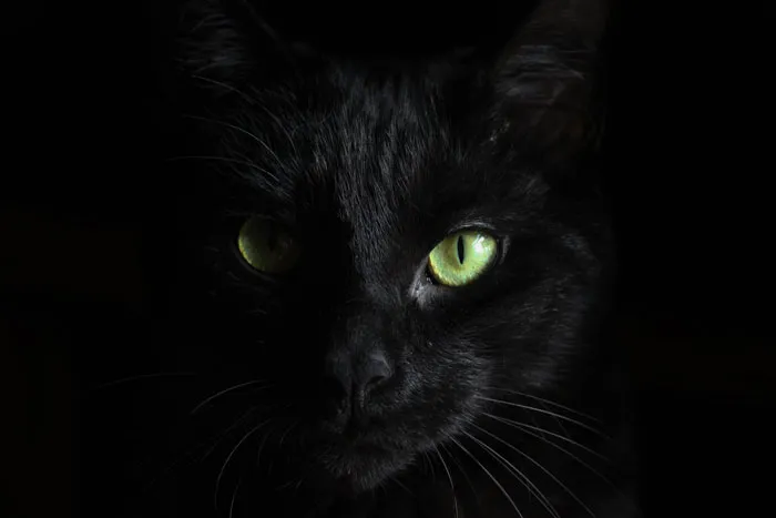 79 Cat Trivia Questions For A Good Evening’s Fun