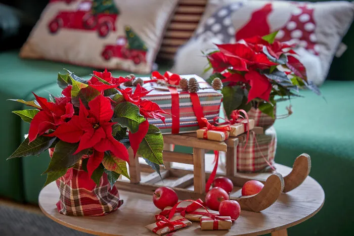 Bring Nature in With Poinsettias and Pine Cones