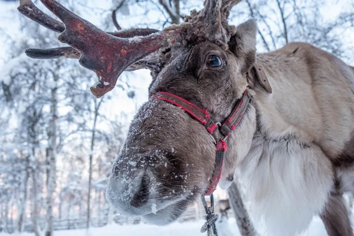 135 Christmas Trivia Questions To Make The Wait A Bit More Festive