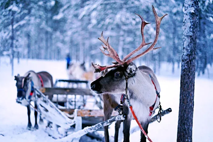 135 Christmas Trivia Questions To Make The Wait A Bit More Festive