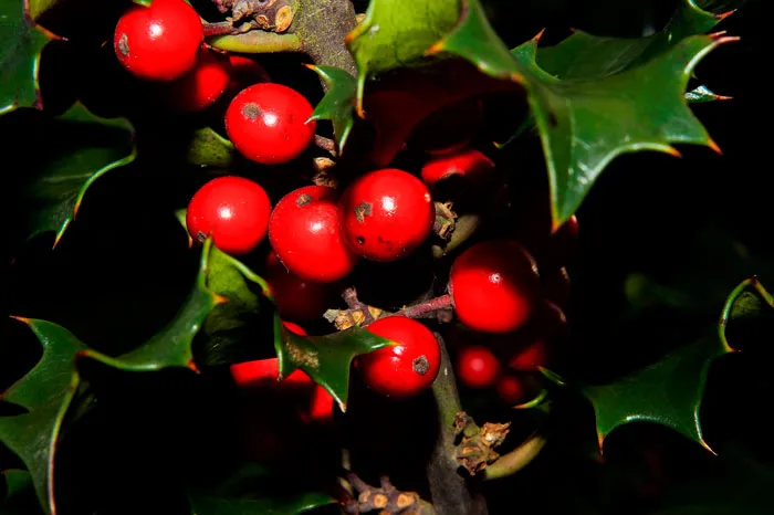 135 Christmas Trivia Questions To Make The Wait A Bit More Festive