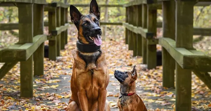 35 Heartwarming Photo Edits Bring Pets And Their Younger Versions Together, Made By This Artist (New Pics)