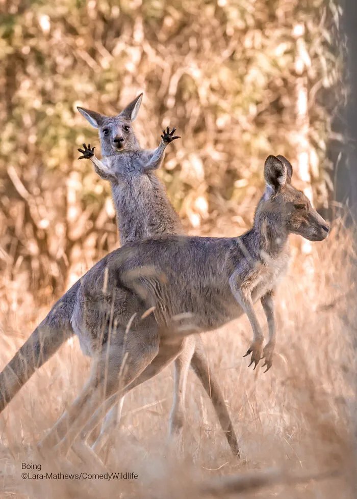 "Boing" By Lara Mathews