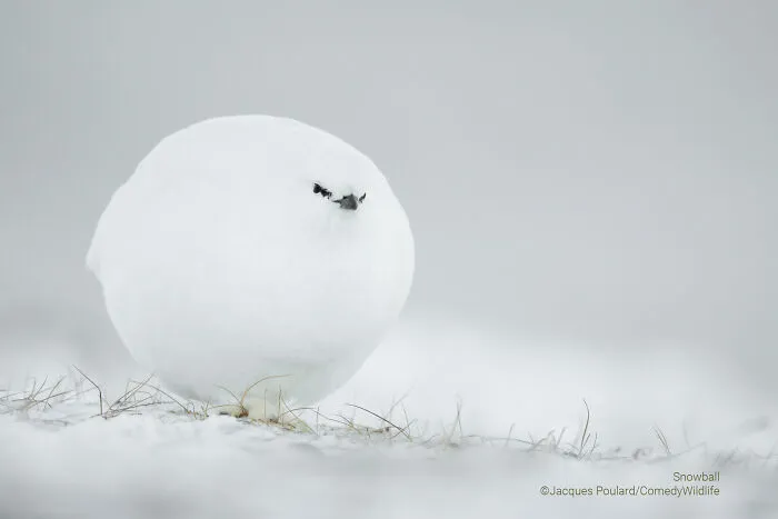 "Snowball" By Jacques Poulard