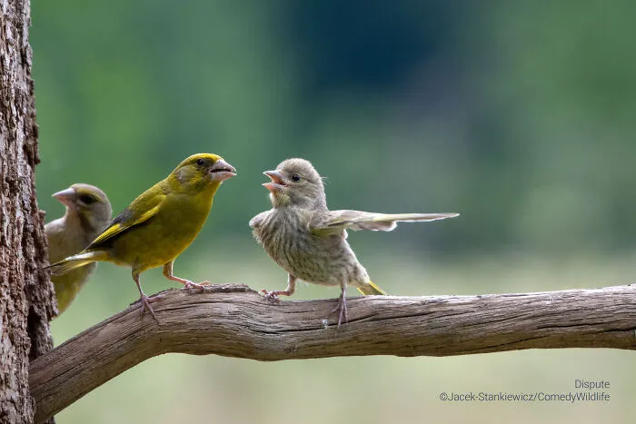 "Dispute" By Jacek Stankiewicz