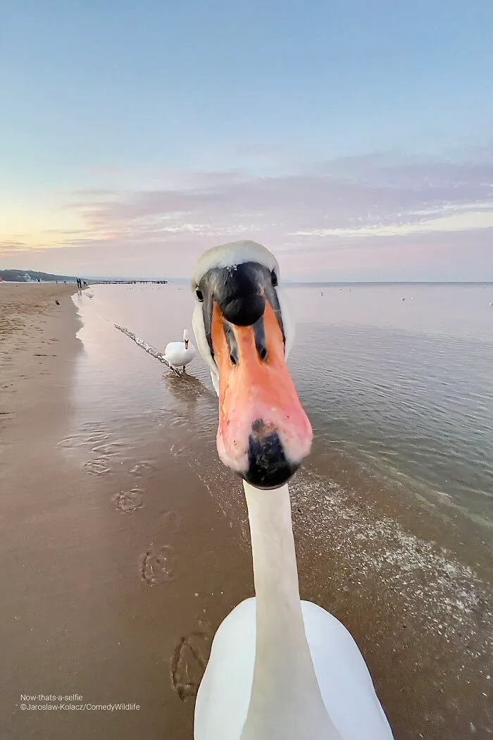 "Now That's A Selfie" By Jaroslaw Kolacz