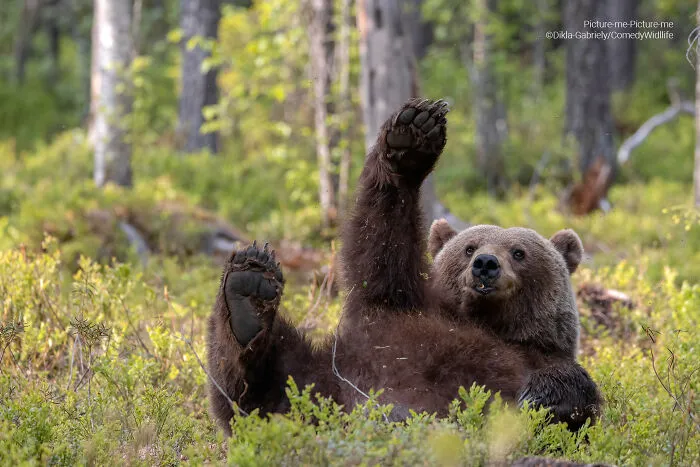 "Picture Me Picture Me" By Dikla Gabriely