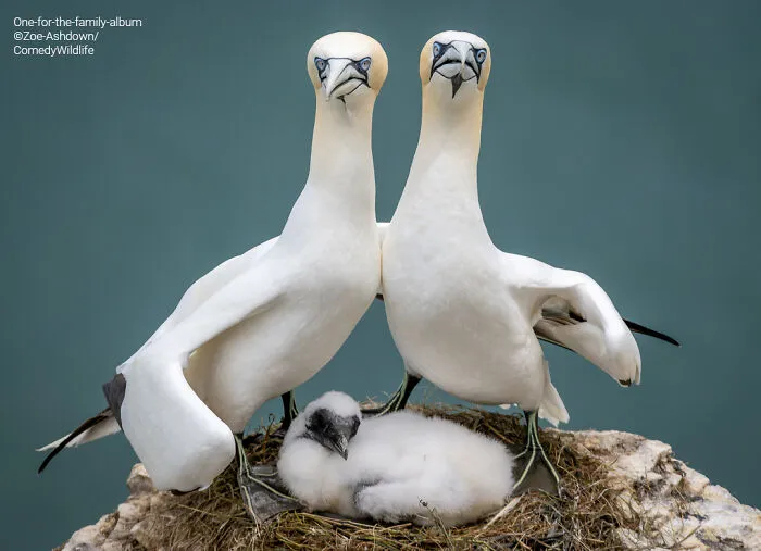 "One For The Family Album" By Zoe Ashdown
