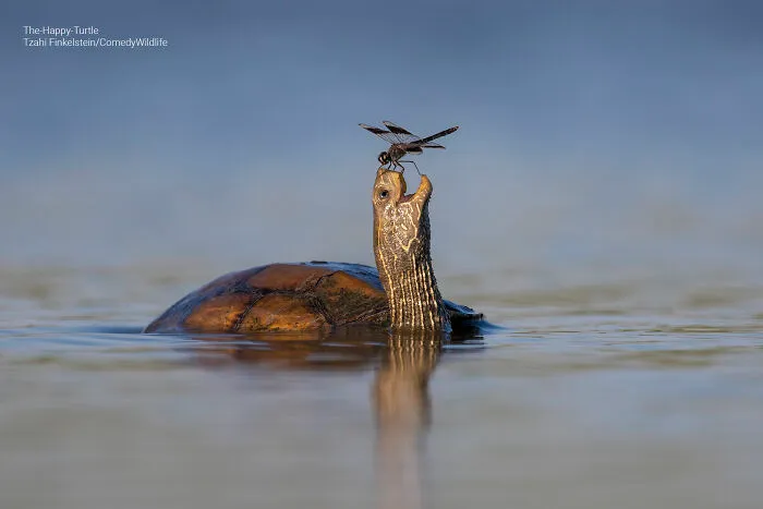 "The Happy Turtle" By Tzahi Finkelstein