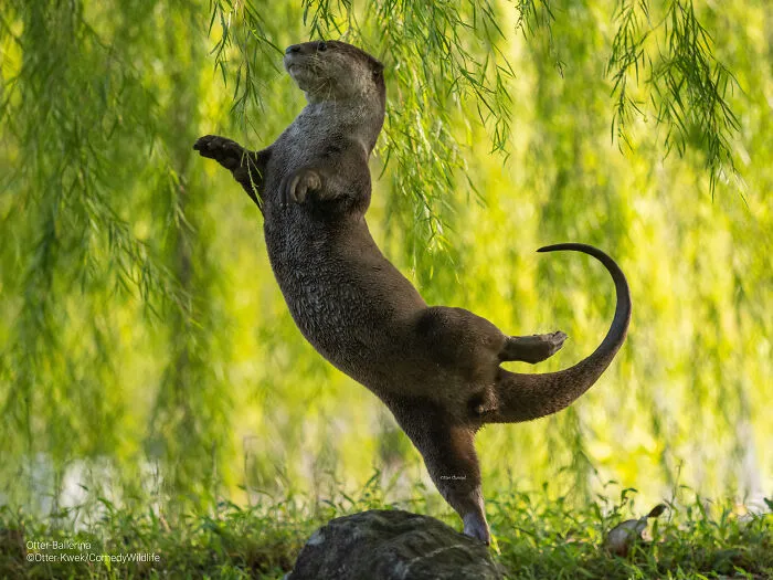 "Otter Ballerinas" By Otter Kwek