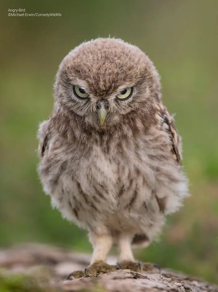 "Angry Bird" By Michael Erwin