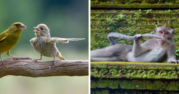 41 Of The Best Entries Into The Comedy Wildlife Photography Awards (2023 Edition)