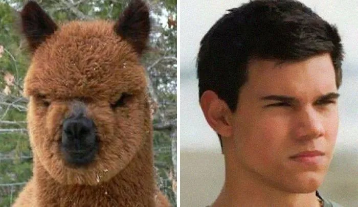 30 Celebridades y sus parecidos razonables más divertidos