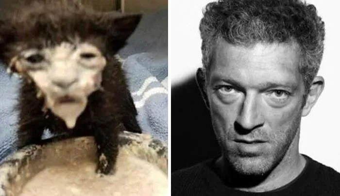 30 Celebridades y sus parecidos razonables más divertidos