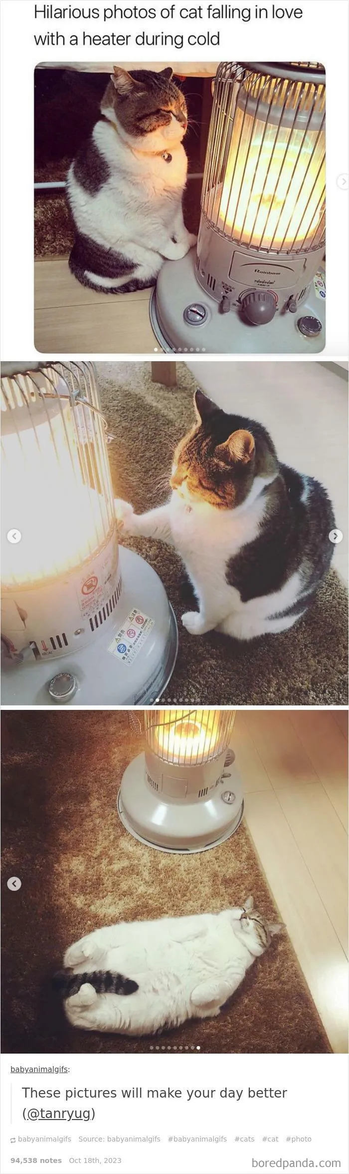 50 Hilarious Animal Memes From This Instagram Page