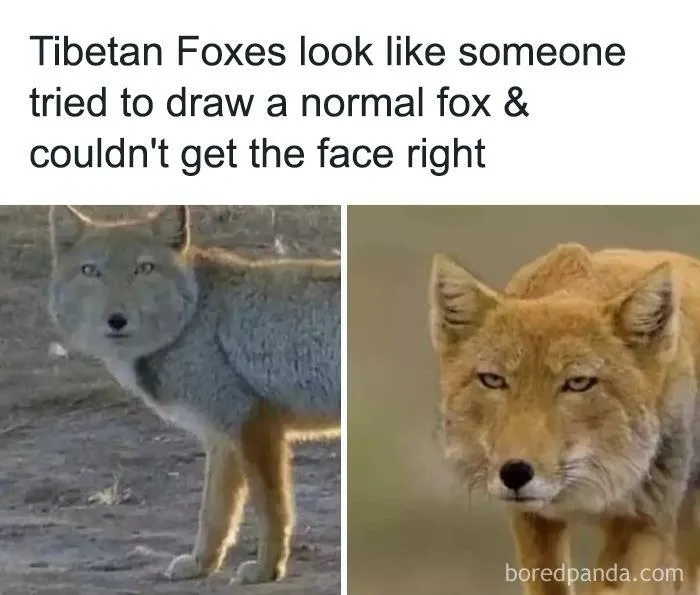 50 Hilarious Animal Memes From This Instagram Page