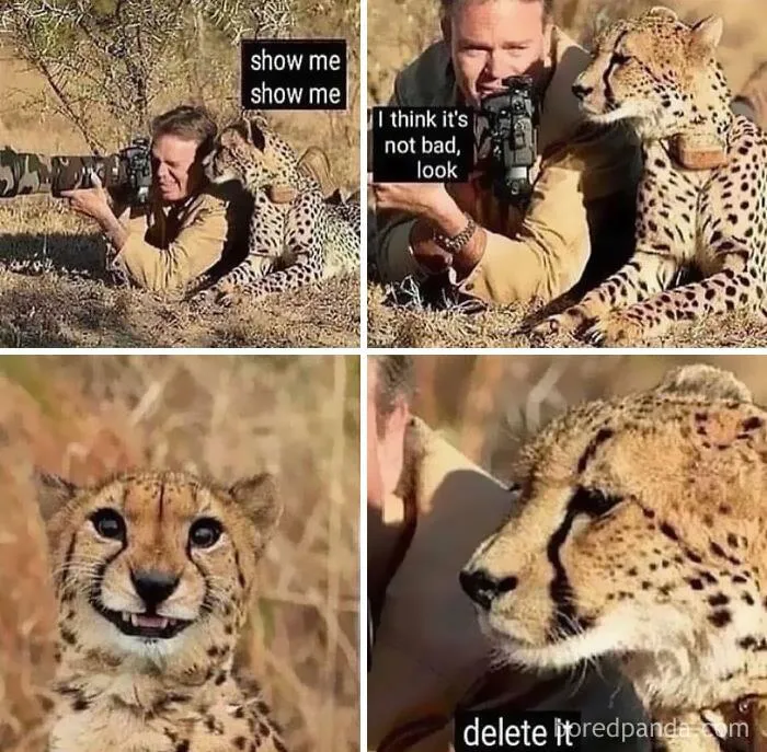 50 Hilarious Animal Memes From This Instagram Page