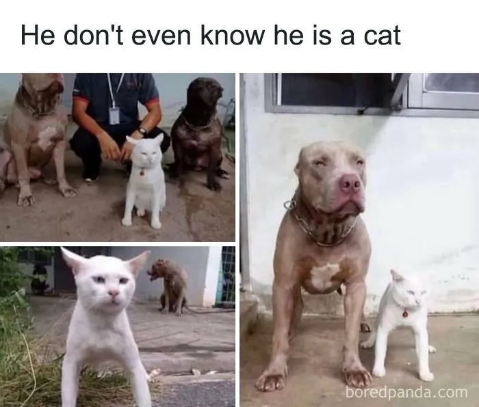 50 Hilarious Animal Memes From This Instagram Page
