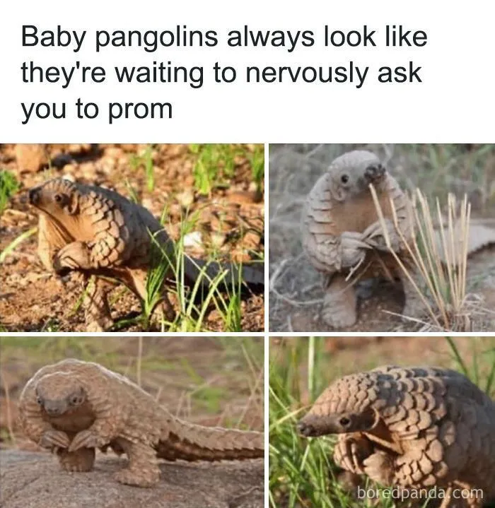 50 Hilarious Animal Memes From This Instagram Page