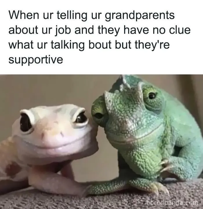 50 Hilarious Animal Memes From This Instagram Page