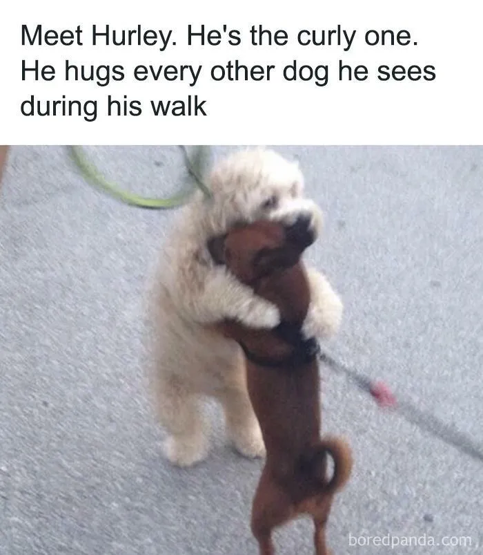50 Hilarious Animal Memes From This Instagram Page