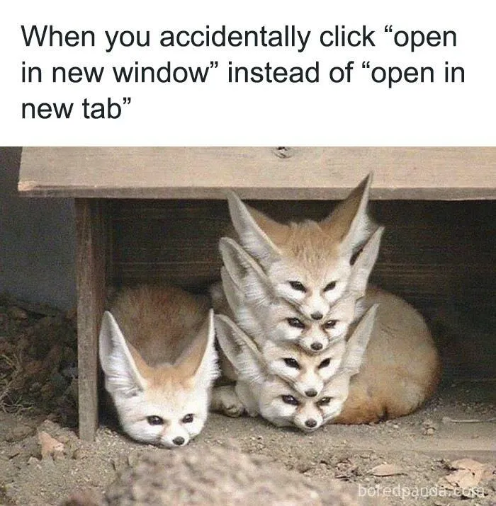 50 Hilarious Animal Memes From This Instagram Page