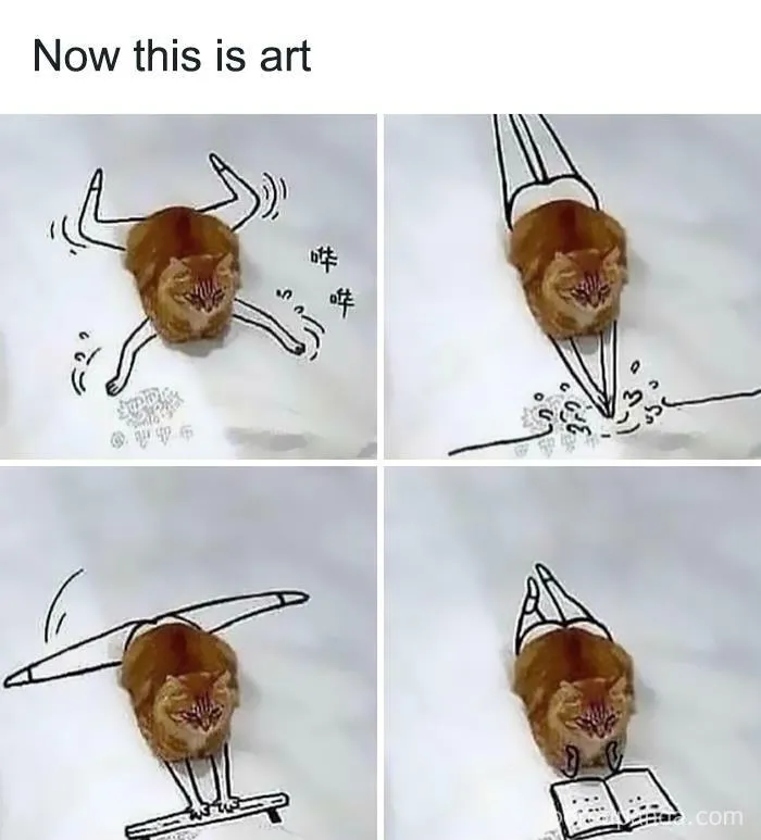 50 Hilarious Animal Memes From This Instagram Page