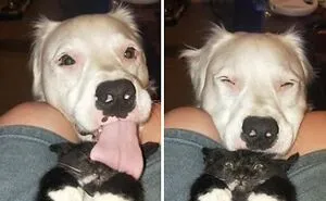50 Hilarious Animal Memes From This Instagram Page