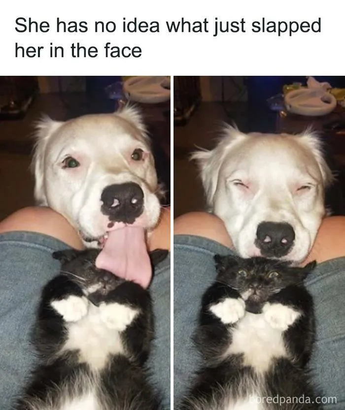 50 Hilarious Animal Memes From This Instagram Page