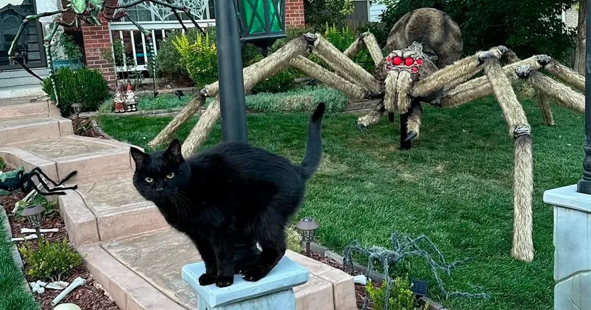 33 Sorprendentes decoraciones de Halloween para asustar a los vecinos (nuevas fotos)