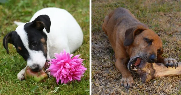 Food Aggression in Dogs: 8 Tips to Deal with Aggressive Behavior