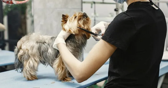Create a Spa Day at Home for Your Dog