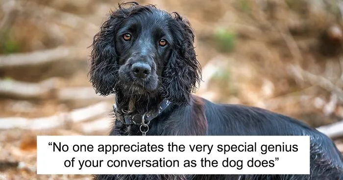 I Created Another "Motivational Dog Quotes" Series To Help All Dog Lovers Laugh And Smile (13 Pics)