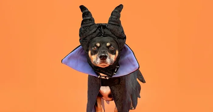 My 25 Photos Of Cute Dogs Posing With Their Halloween Costumes On