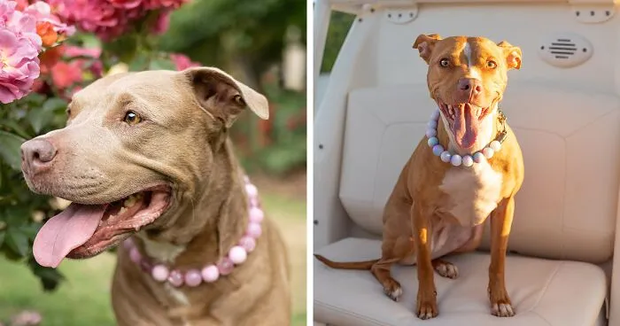 I Launched A Dog Calendar To Support A Special-Needs And High-Risk Rescue (13 Pics)