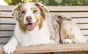 I Launched A Dog Calendar To Support A Special-Needs And High-Risk Rescue (13 Pics)