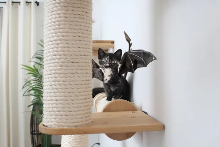 Calico Baby Dragon