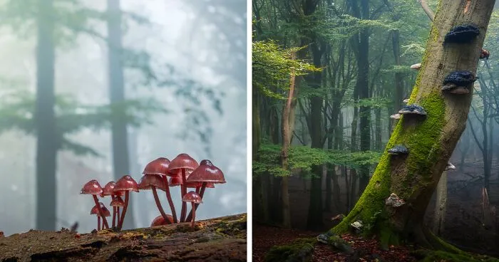 My 12 Photos Of Mushrooms Showing The Magical World Of The Forest That Lies Around Them