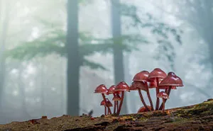 My 12 Photos Of Mushrooms Showing The Magical World Of The Forest That Lies Around Them