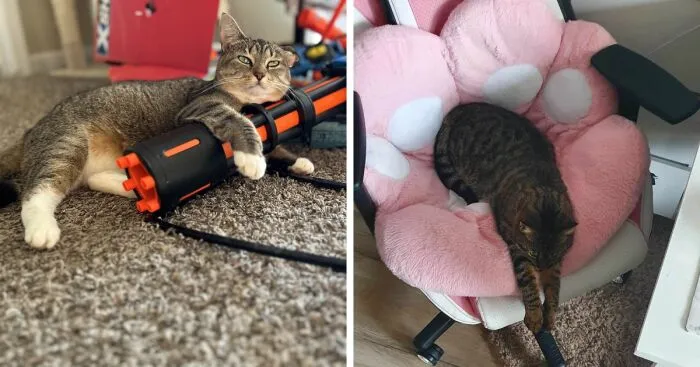 Hey Pandas, Post Pictures Of The Best Cat Sleep Positions You’ve Captured