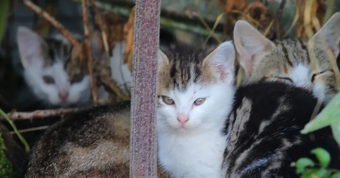 Our Story Of Adopting Two Feral Kittens