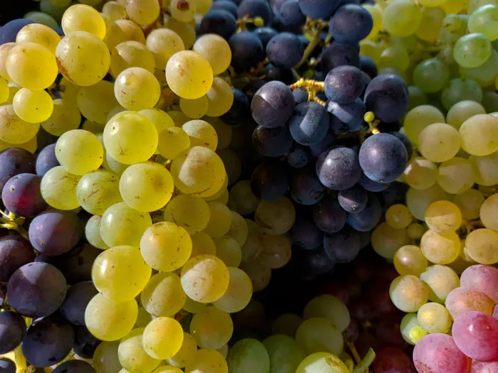 Food Trivia And Quiz Questions For Foodies