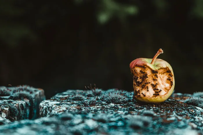Food Trivia And Quiz Questions For Foodies