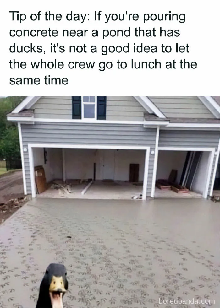 50 Chucklesome Memes That Make The Perfect Blend Of Animals And Comedy