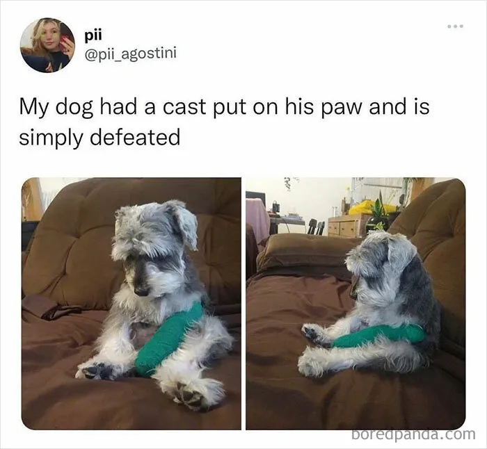 50 Chucklesome Memes That Make The Perfect Blend Of Animals And Comedy