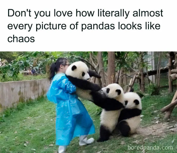 50 Chucklesome Memes That Make The Perfect Blend Of Animals And Comedy