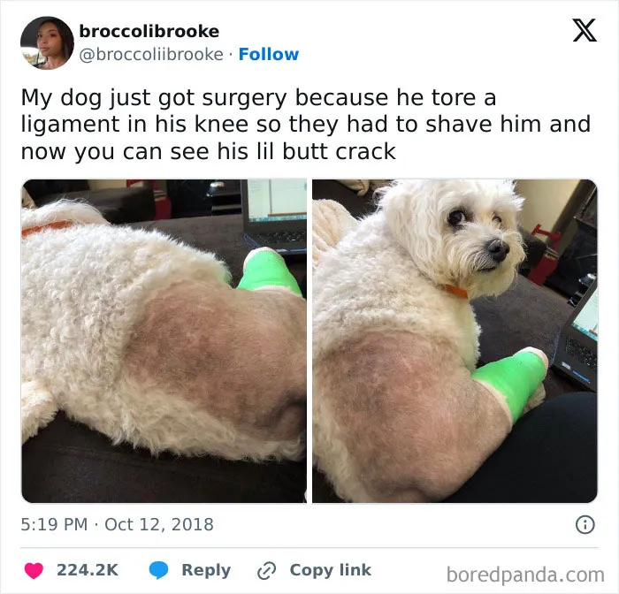 50 Chucklesome Memes That Make The Perfect Blend Of Animals And Comedy