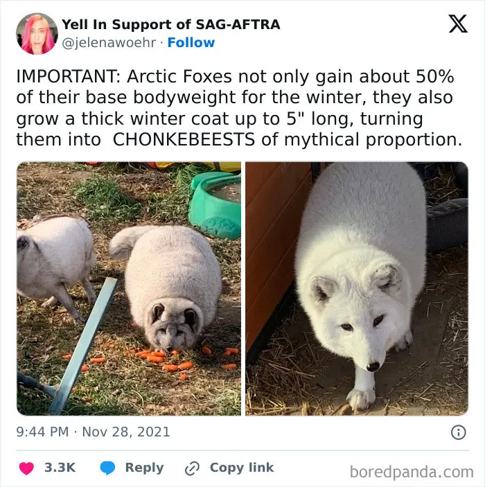 50 Chucklesome Memes That Make The Perfect Blend Of Animals And Comedy