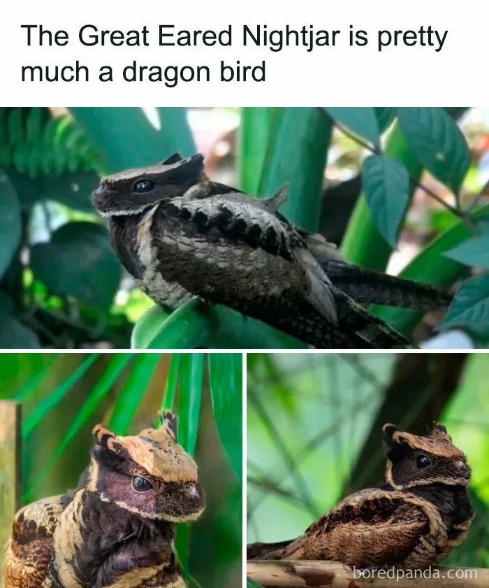 50 Chucklesome Memes That Make The Perfect Blend Of Animals And Comedy